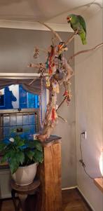 Java stok papegaaien javastok speelboom, Dieren en Toebehoren, Meerdere dieren, Papegaai