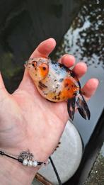 Ranchu goudvis, Meerdere dieren