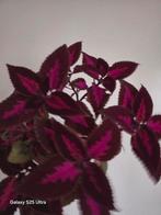 Kamerplant Coleus (Siernetel) - Prachtige kleuren!, Vaste plant, Bloeit niet, Halfschaduw, Ophalen