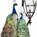 Recent opgezette blauwe Pauwen, Verzamelen, Ophalen of Verzenden, Nieuw, Vogel, Opgezet dier