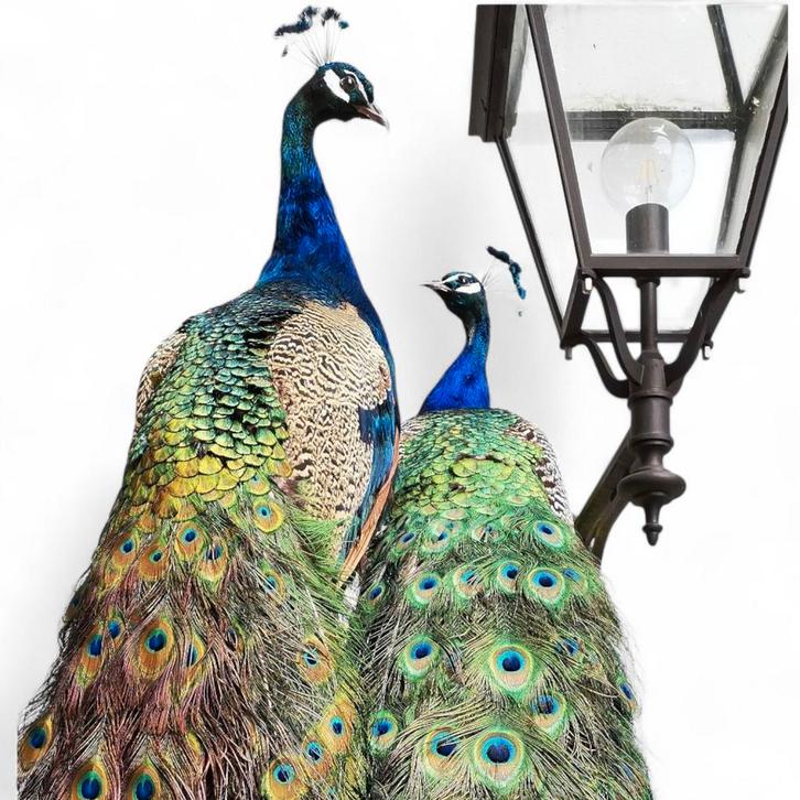 Recent opgezette blauwe Pauwen, Verzamelen, Dierenverzamelingen, Nieuw, Opgezet dier, Vogel, Ophalen of Verzenden