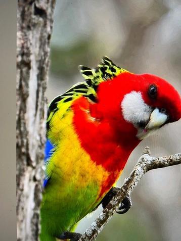TWEE GOUDMANTELROSELLAS beschikbaar voor biedingen