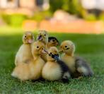 💛 Schattige kleine eenden kuikentjes te koop 🐣, Meerdere dieren, Eend