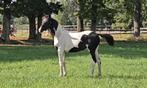 Bont hengstveulen,Ceasar ter Linden x Larino x Indoctro, Dieren en Toebehoren, Paarden, Hengst, Springpaard, 0 tot 2 jaar