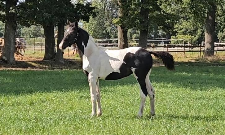 Bont hengstveulen,Ceasar ter Linden x Larino x Indoctro, Dieren en Toebehoren, Paarden, Hengst, 0 tot 2 jaar, Springpaard