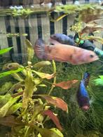 Volwassen betta vrouwtje, Vis, Zoetwatervis