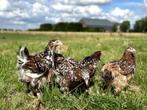 Jonge tamme Brahma kippen hennen gesekst en ingeënt, Dieren en Toebehoren, Pluimvee, Vrouwelijk, Kip