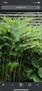 salomonszegel / polygonatum commutatum, Ophalen, Overige soorten, Minder dan 100 cm