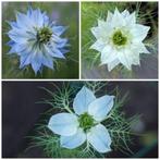 Zaden juffertje in het groen mix (Nigella damascena), Ophalen of Verzenden, Voorjaar, Volle zon, Zaad