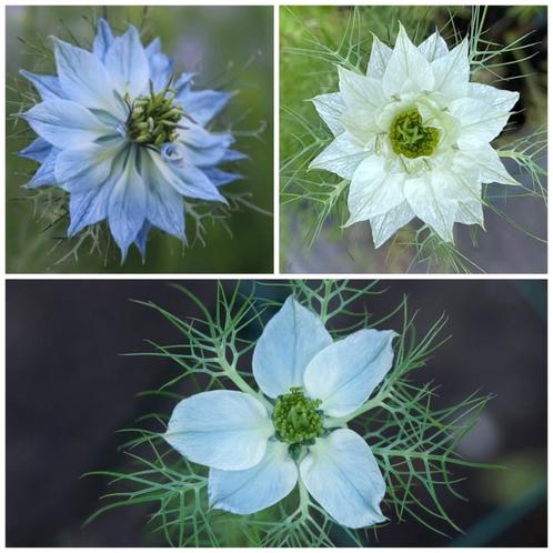 Zaden juffertje in het groen mix (Nigella damascena), Tuin en Terras, Bloembollen en Zaden, Zaad, Voorjaar, Volle zon, Ophalen of Verzenden