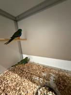 2-2 turquosine parkieten, Meerdere dieren, Parkiet