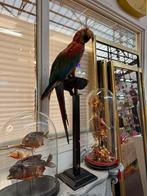 Prachtig opgezette vintage 3 colour ara, Meerdere dieren, Papegaai