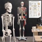 Skelet Anatomie model levensgroot met spier weergave poster, Nordring 70 Garau, Info@f-cp.nl, Nieuw, Ophalen of Verzenden