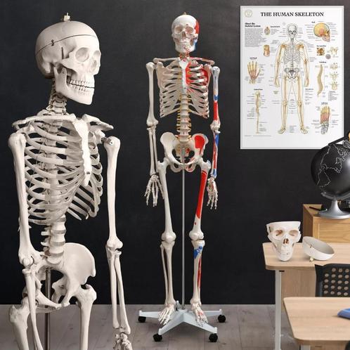 Skelet Anatomie model levensgroot met spier weergave poster, Diversen, Schoolbenodigdheden, Nieuw, Ophalen of Verzenden