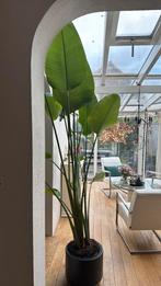 STRELITZIA NICOLAI - PARADIJSVOGELPLANT Kamerplant, Huis en Inrichting, Ophalen of Verzenden, Halfschaduw, 200 cm of meer