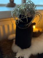 Nepalese pot met tillandsia (kunst), Huis en Inrichting, Kamerplanten, Ophalen of Verzenden, Overige soorten, Halfschaduw, Minder dan 100 cm
