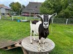 Grote zwart witte geit, Dieren en Toebehoren, Schapen, Geiten en Varkens, Vrouwelijk, Geit, 3 tot 5 jaar