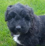 Mooie Bouvier puppies, Particulier, Bouvier, 8 tot 15 weken, Meerdere dieren