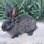 duitse reus, Dieren en Toebehoren, Konijnen, Vrouwelijk, Groot, 0 tot 2 jaar
