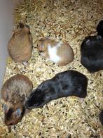 Lieve, jonge en handtamme Goudhamsters (Syrische hamster), Dieren en Toebehoren, Meerdere dieren, Hamster, Na 1 juli 2024, Tam
