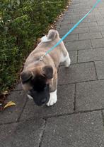 American akita puppy, Eén hond, Nederland, Particulier, Reu