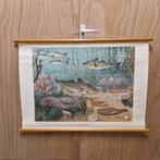 Antieke Schoolplaat schoolkaart Noordzee Wolters, Antiek en Kunst, Ophalen of Verzenden, Natuur en Biologie
