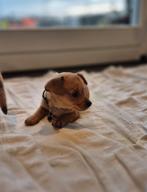 Lieve Dameriaan puppy's, 8 tot 15 weken, Meerdere, Meerdere dieren, Nederland