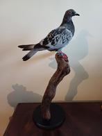 Taxidermie opgezette vogel, Verzamelen, Dierenverzamelingen, Nieuw, Opgezet dier, Vogel, Ophalen of Verzenden