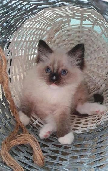 Ragdoll kittens beschikbaar voor biedingen