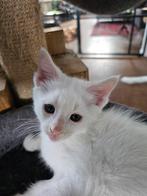 X Maine coon kittens, Dieren en Toebehoren, Katten en Kittens | Raskatten | Langhaar, Meerdere dieren, Ontwormd, 0 tot 2 jaar