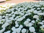 Hortensia strong annabelle, Tuin en Terras, Planten | Tuinplanten, Vaste plant, Halfschaduw, Zomer, Ophalen