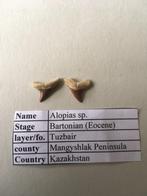 Fossiele haaientanden uit Kazakhstan: Alopias sp., Verzamelen, Mineralen en Fossielen, Ophalen of Verzenden, Fossiel