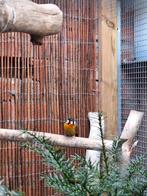 Zilveroor nachtegaal, Mannelijk, Geringd