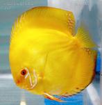 TE KOOP GEVRAAGD GELE EN COBALT BLAUWE DISCUS, Dieren en Toebehoren, Vissen | Aquariumvissen, Vis