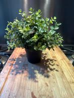 8x Fejka Nep Plant IKEA - ZGAN!, Huis en Inrichting, Woonaccessoires | Kunstplanten en Kunstbloemen, Ophalen, Zo goed als nieuw