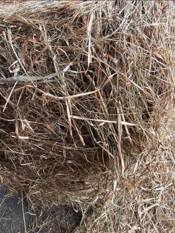 Paarden Hooi 1ste en 2de snede stofvrij verpakt beschikbaar voor biedingen