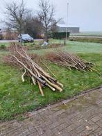 Gratis Wilgentakken, Ophalen