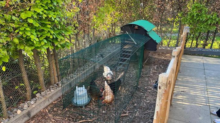 Nestera kippenren en verlenging (zonder hok), Dieren en Toebehoren, Pluimvee | Toebehoren, Zo goed als nieuw, Kippenhok of Kippenren