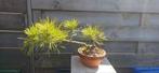 Diverse groottes Pinus Thunbergii zaailingen pré bonsai, Bloeit niet, Minder dan 100 cm, Volle zon, In pot