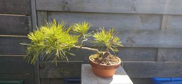 Diverse groottes Pinus Thunbergii zaailingen pré bonsai  beschikbaar voor biedingen