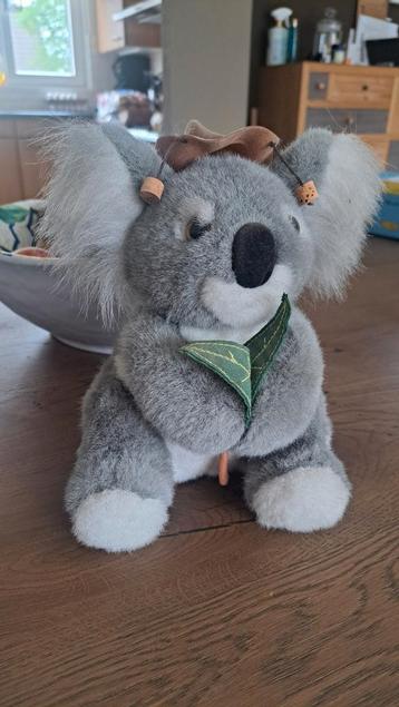 Australische Koala beer beschikbaar voor biedingen