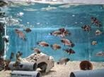 Astronotus Ocellatus Red pauwoogcichliden, Dieren en Toebehoren, Vissen | Aquariumvissen, Vis