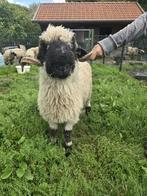 Walliser schearznase stamboek ram jaarling, Mannelijk, Schaap