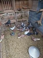 Engelse tippler (duiven), Dieren en Toebehoren, Vogels | Duiven, Meerdere dieren