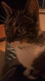 Kat van 11 zoekt nieuw huisje, Dieren en Toebehoren, Kater