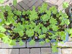boerenkoolplanten met kluit, Tuin en Terras, Planten | Tuinplanten, Ophalen, Overige soorten