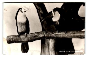 Alphen a.d. Rijn, Intern. Vogelpark Avifauna. Toekan beschikbaar voor biedingen