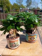 Coffee arabica met pot, Overige soorten, Minder dan 100 cm, Bloeiende kamerplant, Halfschaduw