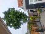 Boom wegzagen