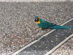 Bluethroated  macaw parrot for sale, Dieren en Toebehoren, Vogels | Parkieten en Papegaaien, Mannelijk, Parkiet, Pratend